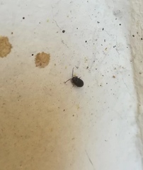 Coleoptera