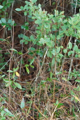 Xyris caroliniana
