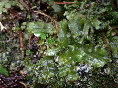 Pellia neesiana