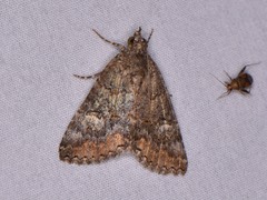 Eubolina impartialis