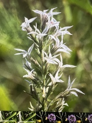 Liatris elegans