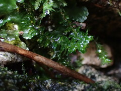 Bartramiopsis lescurii