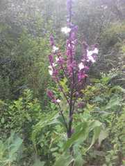 Thyrsanthemum floribundum