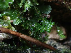 Bartramiopsis lescurii