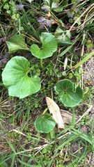 Calystegia soldanella