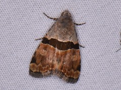 Cobubatha lixiva