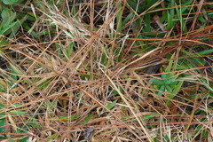 Xyris caroliniana