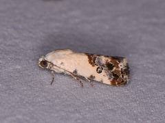Ponometia phecolisca