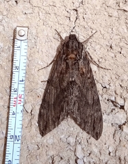 Lintneria eremitus