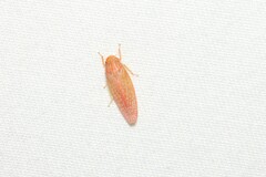 Gyponana gladia