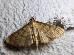 Herpetogramma bipunctalis