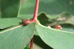 Eriococcus coriaceus