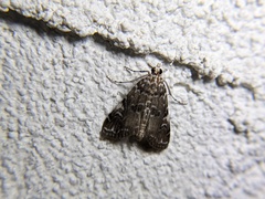 Elophila gyralis