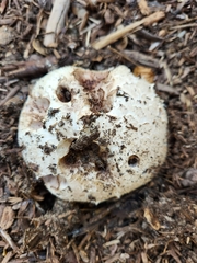 Agaricus bernardii