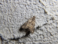 Elophila gyralis