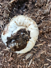 Agaricus bernardii