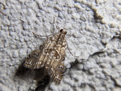 Elophila gyralis