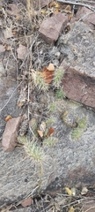 Opuntia polyacantha polyacantha