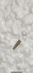 Macrosteles