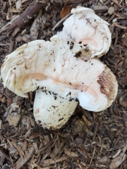 Agaricus bernardii