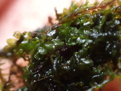 Jungermannia exsertifolia