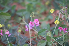 Swainsona campylantha