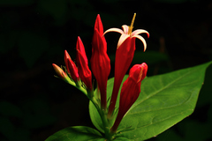 Spigelia marilandica