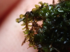 Jungermannia exsertifolia