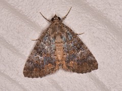 Eubolina impartialis