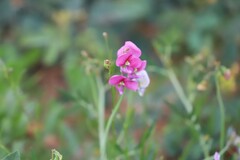 Swainsona campylantha