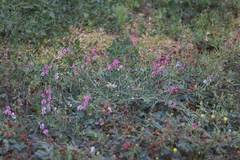 Swainsona campylantha