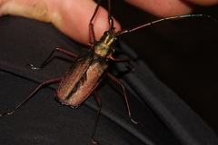 Scatopyrodes tenuicornis
