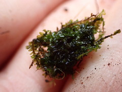 Jungermannia exsertifolia