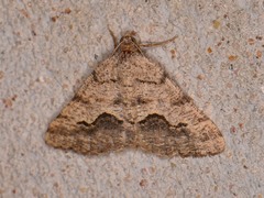 Frederickia s-signata