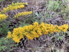 Solidago velutina sparsiflora