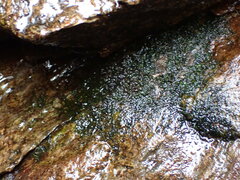 Jungermannia exsertifolia