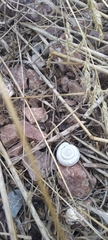 Oreohelix