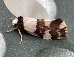 Philenora aspectalella