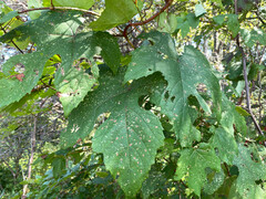 Vitis aestivalis