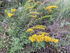 Solidago velutina sparsiflora