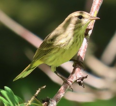 Setophaga palmarum palmarum