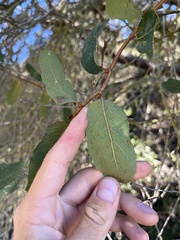 Quercus engelmannii