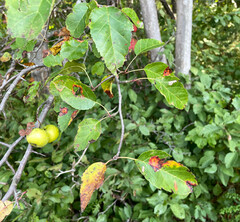 Malus coronaria
