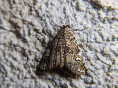Elophila gyralis