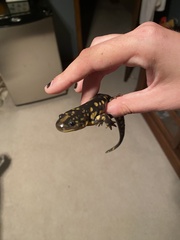 Ambystoma tigrinum