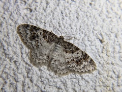 Hydrelia inornata