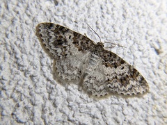 Hydrelia inornata