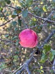 Andricus quercuscalifornicus