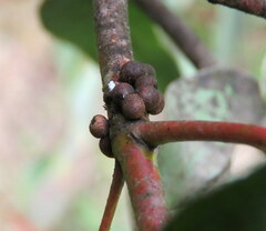 Eriococcus coriaceus