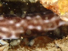 Atelomycterus marmoratus